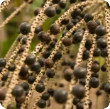 Acai
