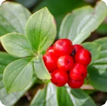 American Ginseng