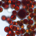 Astaxanthin 5% — 100 mg