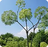 Angelica Archangelica