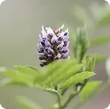 Glycyrrhiza Uralensis (Licorice Root)