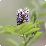 Asian Licorice Root