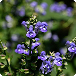 Baicalin 85% HPLC — 200 mg