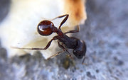 Black Ant Extract