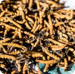 Caterpillar Fungus