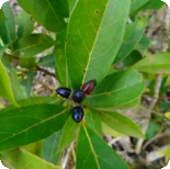Catuaba