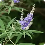 Chaste Tree Berry