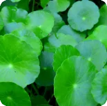 Gotu Kola