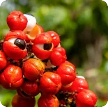 Guarana