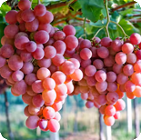 Grape & Apple Polyphenols
