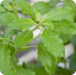 Holy Basil