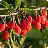 Himalayan Goji