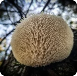 Lion’s Mane