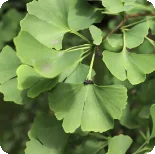 Ginkgo Biloba (Maidenhair Tree)