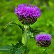 Maral Root (Rhaponticum carthamoides)