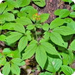 Noto Ginseng