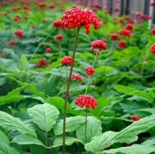 Panax Notoginseng