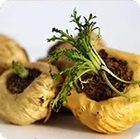 Peruvian Maca