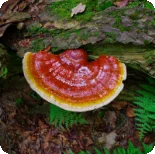 Reishi