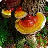 Reishi Mushroom