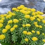 Rhodiola Rosea