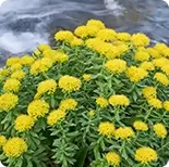 Rhodiola