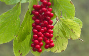 Schisandra Fruit