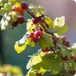 Schisandra 