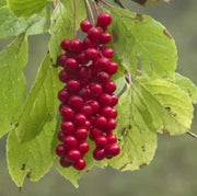 Schisandra Fruit