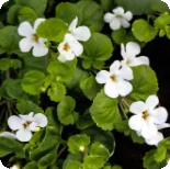 Waterhyssop