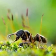 Black Ant Extract