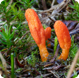 Cordyceps sinensis
