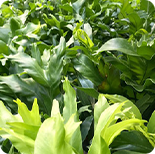 Polypodium Leucotomos 20:1 — 200 mg