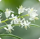 Shatavari